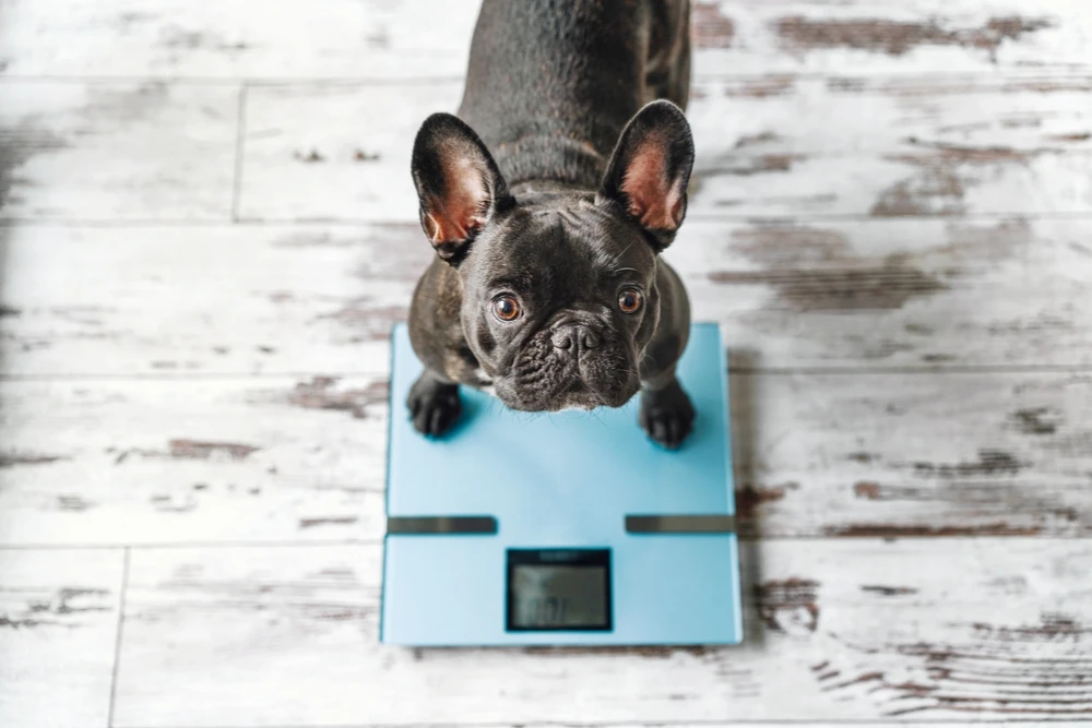 Bulldog Weight