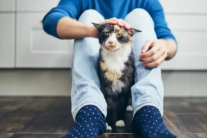 Calico Cat