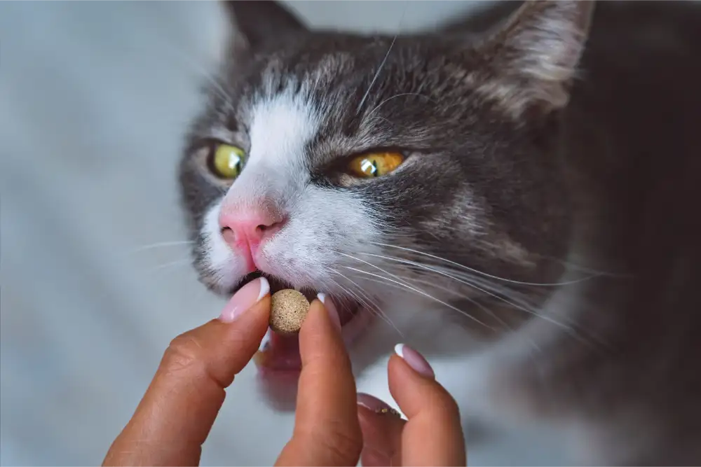 Cat Eating Treat