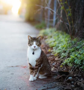 Cat On Sidewalk