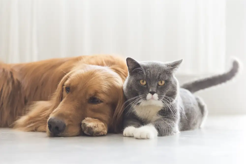 Loud Noises and Nervous Pets: Helping Your Dog or Cat Stay Calm This Summer