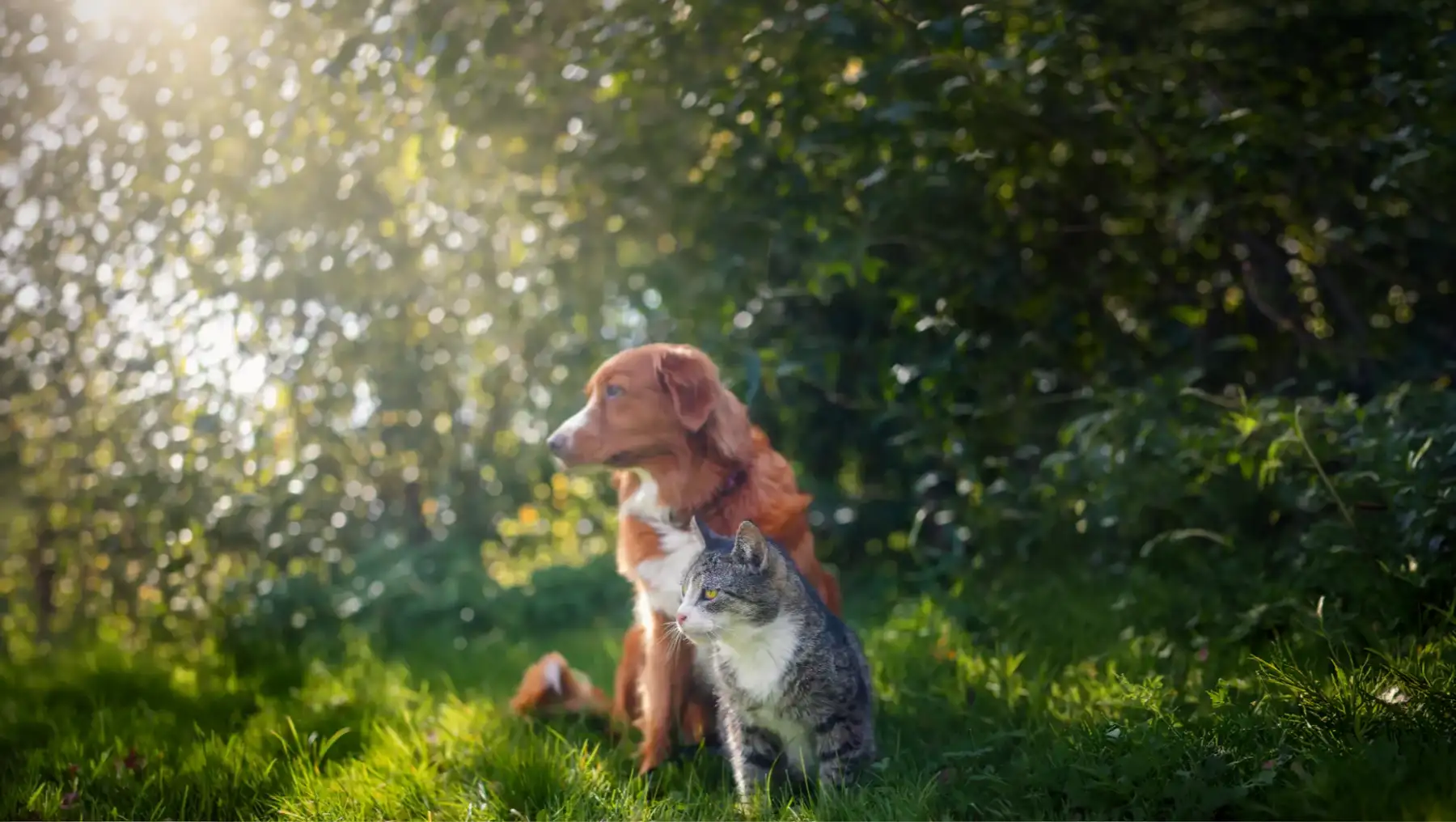 From the Backyard to the Backcountry: Keeping Your Pet Safe During Idaho Summer Adventures