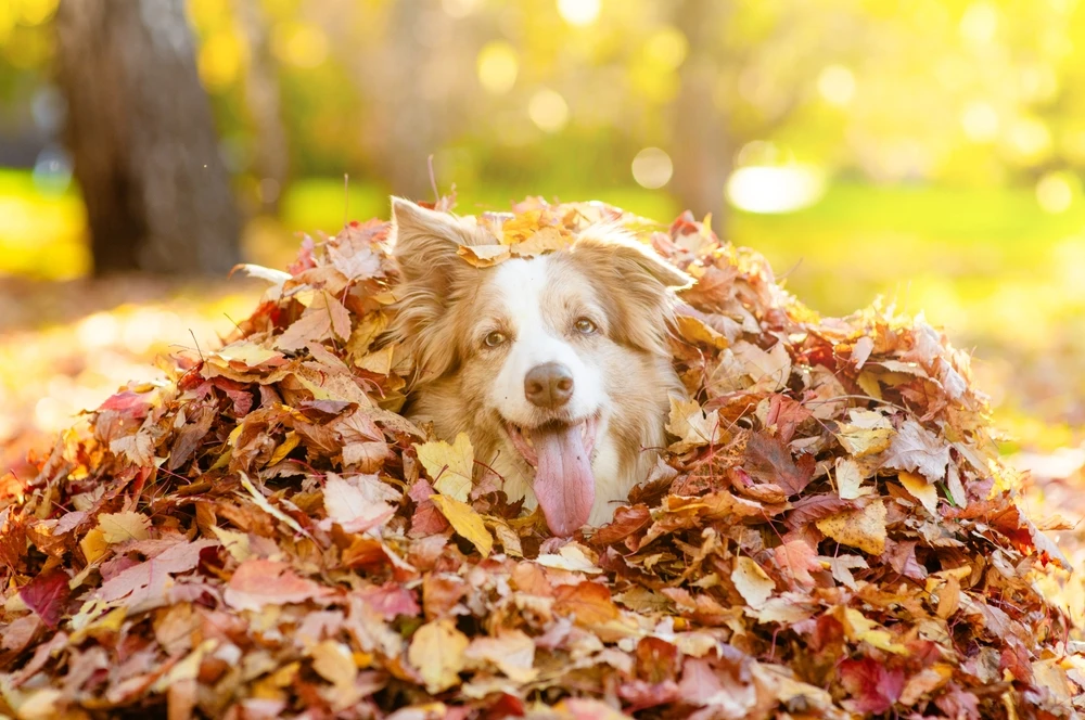 Fall Dog