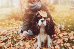 Fall Photo With Dog