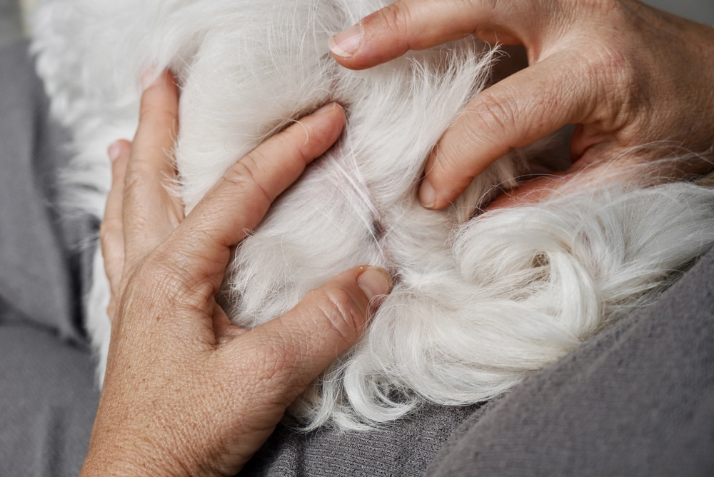 Fleas, Ticks, Mosquitoes, and Heartworms: What Caldwell Pet Owners Need to Know This Season