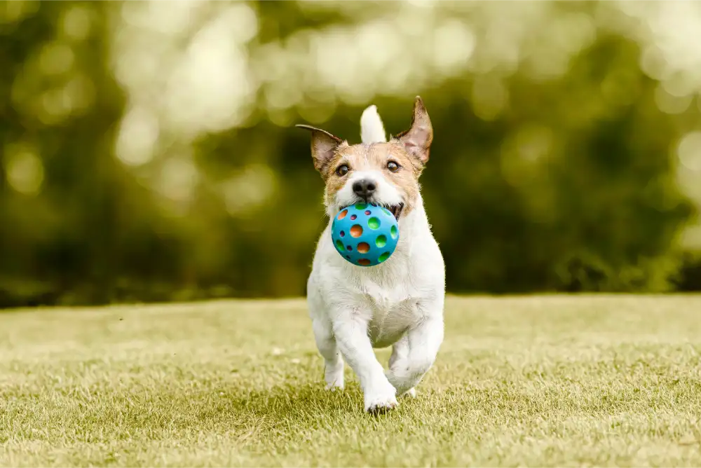 Is Your Pet Too Hot? How to Recognize Heatstroke Before It Turns into an Emergency