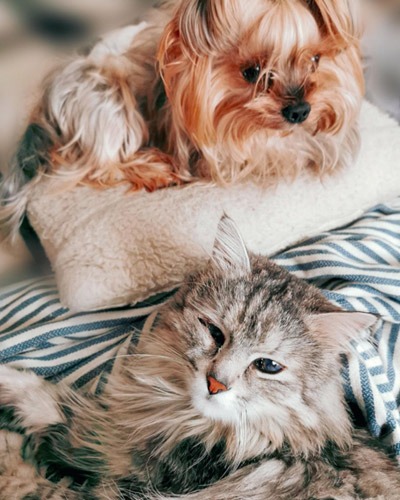 Dog resting on white pillow beside cat for new client veterinary care