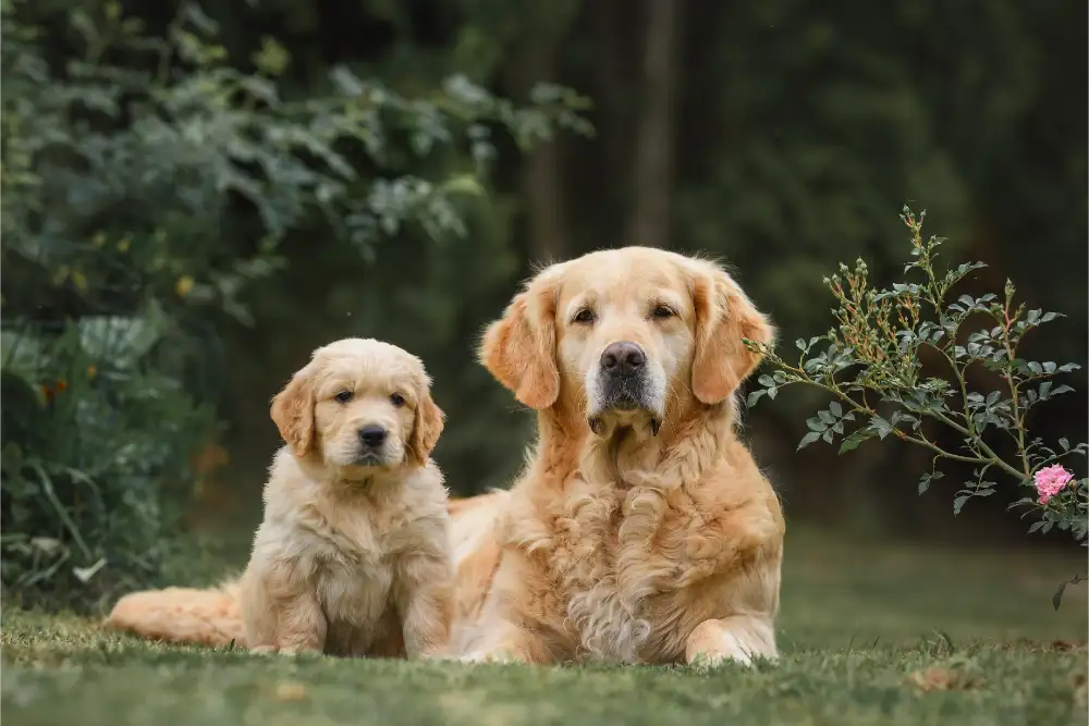 Helping Your Pet Feel More Secure: Understanding Anxiety and Building Confidence