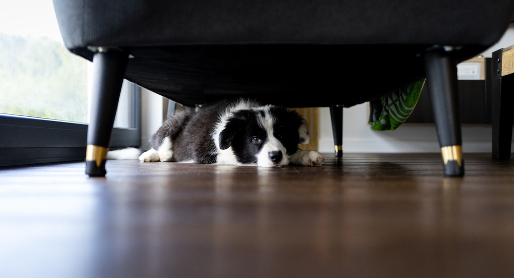 Pet Anxiety: Understanding the Silent Signs of Stress in Dogs and Cats
