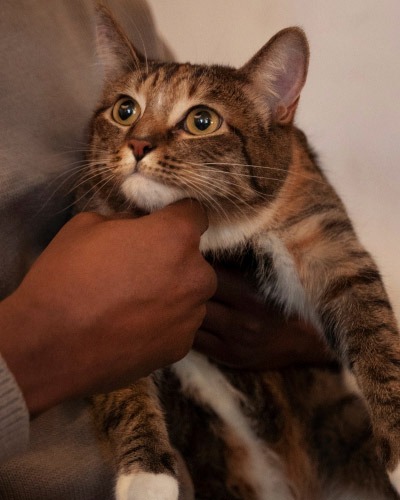 Brown tabby cat with golden eyes held by owner for veterinary questions